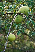 CHAENOMELES CATHAYENSIS