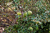 CHAENOMELES CATHAYENSIS