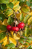 ROSA RUGOSA HIPS