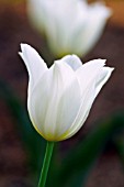 TULIPA WHITE TRIUMPHATOR