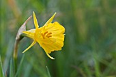 NARCISSUS BULBOCODIUM