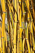 PHYLLOSTACHYS AUREOSULCATA SPECTABILIS