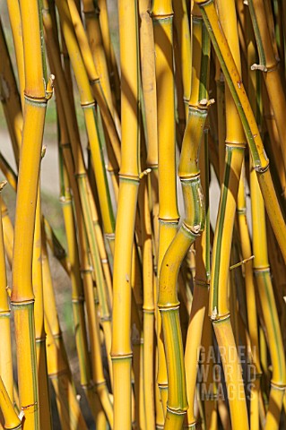 PHYLLOSTACHYS_AUREOSULCATA_SPECTABILIS