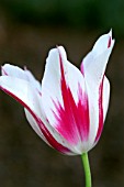 TULIPA MARILYN