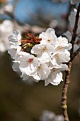 PRUNUS TAIHAKU