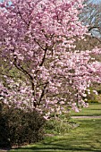 PRUNUS ACCOLADE AT RHS GARDEN WISLEY