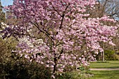 PRUNUS ACCOLADE AT RHS GARDEN WISLEY