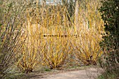 SALIX YELVERTON AT RHS GARDEN WISLEY