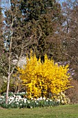 FORSYTHIA X INTERMEDIA WEEK END COURTALYN AT RHS GARDEN WISLEY WITH NARCISSUS LADY ROWAN