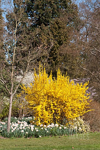 FORSYTHIA_X_INTERMEDIA_WEEK_END_COURTALYN_AT_RHS_GARDEN_WISLEY_WITH_NARCISSUS_LADY_ROWAN