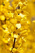 FORSYTHIA X INTERMEDIA WEEK END COURTALYN