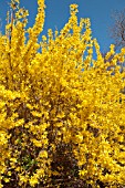 FORSYTHIA X INTERMEDIA WEEK END COURTALYN