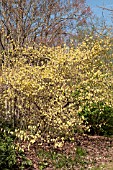 CORYLOPSIS SINENSIS GROWING AT RHS GARDEN WISLEY