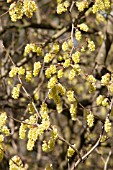 CORYLOPSIS SINENSIS