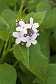 LUNARIA REDIVIVA