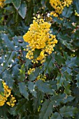 MAHONIA X WAGNERI UNDULATA