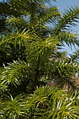 CUNNINGHAMIA LANCEOLATA