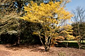 ACER PALMATUM KATSURA GROWING AT RHS GARDEN WISLEY