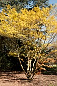 ACER PALMATUM KATSURA GROWING AT RHS GARDEN WISLEY