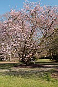 PRUNUS X JUDDII GROWING AT RHS GARDEN WISLEY