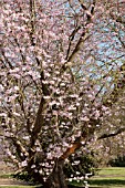 PRUNUS X JUDDII GROWING AT RHS GARDEN WISLEY