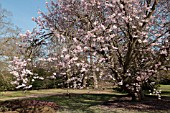 PRUNUS X JUDDII GROWING AT RHS GARDEN WISLEY