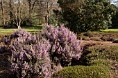 ERICA ERIGENA SUPERBA AT THE PINETUM RHS GARDEN WISLEY