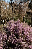 ERICA ERIGENA SUPERBA AT THE PINETUM RHS GARDEN WISLEY