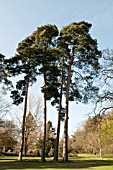 PINUS SYLVESTRIS GROWING AT THE PINETUM RHS GARDEN WISLEY