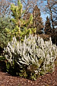 ERICA X VEITCHII GOLD TIPS AT THE PINETUM RHS GARDEN WISLEY