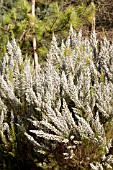 ERICA X VEITCHII GOLD TIPS AT THE PINETUM RHS GARDEN WISLEY