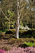 BETULA ERMANII X PUBESCENS AT THE PINETUM RHS GARDEN WISLEY