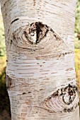 BETULA ERMANII X PUBESCENS