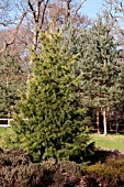 PICEA SMITHIANA GROWING IN THE PINETUM RHS GARDEN WISLEY