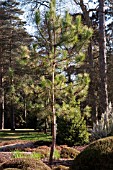 PINUS NIGRA SUBS LARICIO GOLD FINGERS GROWING AT THE PINETUM RHS GARDEN WISLEY