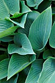 HOSTA TARDIANA GROUP HALCYON