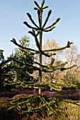 ARAUCARIA ARAUCANA GROWING AT THE PINETUM RHS GARDEN WISLEY