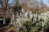 ERICA LUSITANICA GROWING AT THE PINETUM RHS GARDEN WISLEY