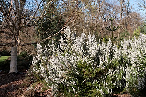 ERICA_LUSITANICA_GROWING_AT_THE_PINETUM_RHS_GARDEN_WISLEY