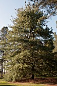 PINUS X HOLFORDIANA GROWING AT THE PINETUM RHS GARDEN WISLEY