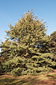 PINUS X HOLFORDIANA GROWING AT THE PINETUM RHS GARDEN WISLEY