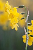 NARCISSUS JONQUILLA VAR HENRIQUESII TWINKLING YELLOW