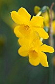 NARCISSUS JONQUILLA VAR HENRIQUESII TWINKLING YELLOW