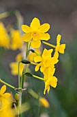 NARCISSUS JONQUILLA VAR HENRIQUESII TWINKLING YELLOW