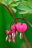 DICENTRA SPECTABILIS BLEEDING HEART