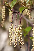 STACHYURUS CHINENSIS