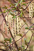 STACHYURUS CHINENSIS