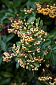 PYRACANTHA ROGERSIANA FLAVA