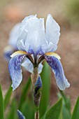 IRIS FLORENTINA