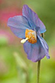 MECONOPSIS GRANDIS